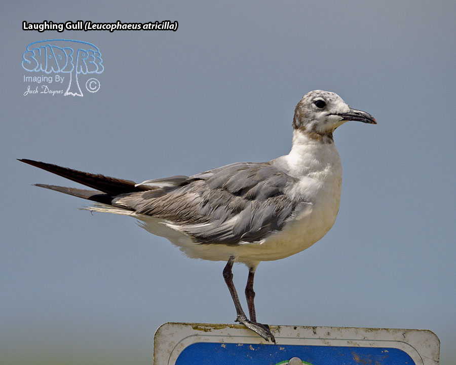 Laughing Gull - Leucophaeus atricilla