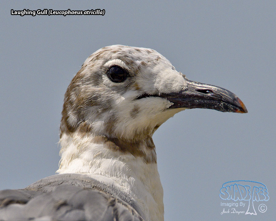 Laughing Gull - Leucophaeus atricilla