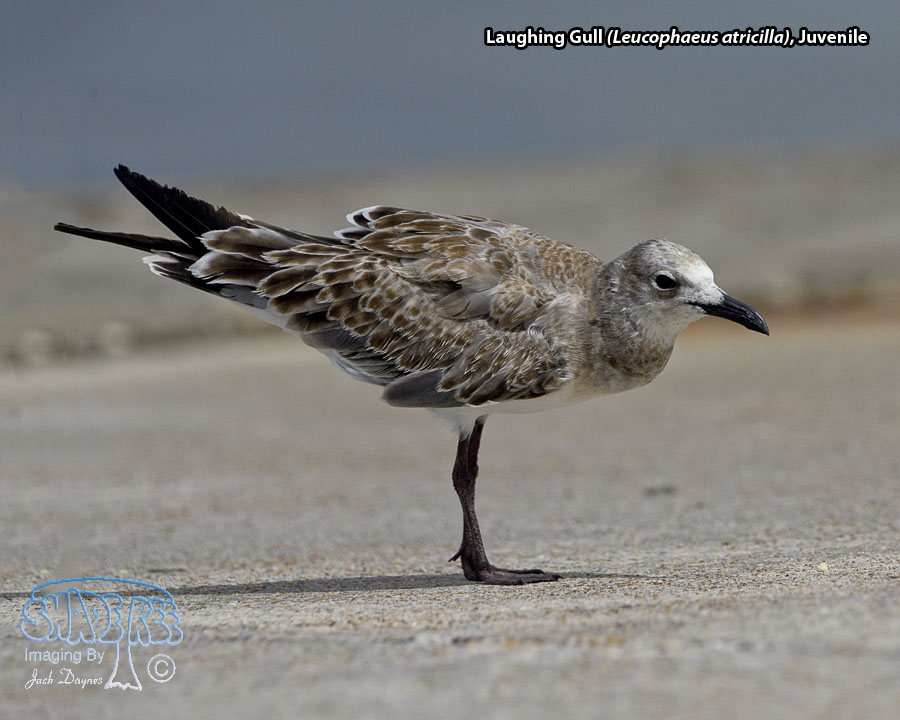 Laughing Gull - Leucophaeus atricilla