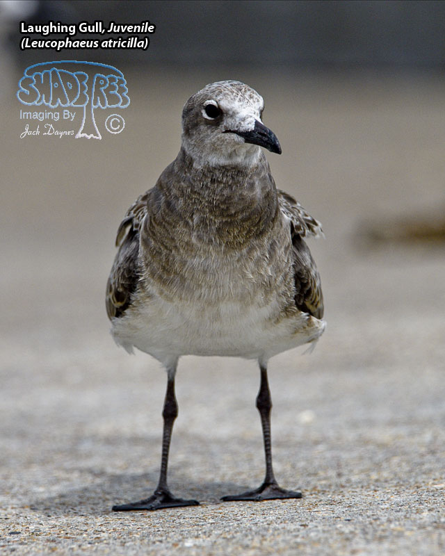 Laughing Gull - Leucophaeus atricilla