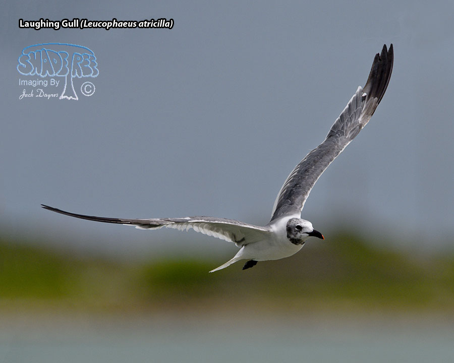 Laughing Gull - Leucophaeus atricilla