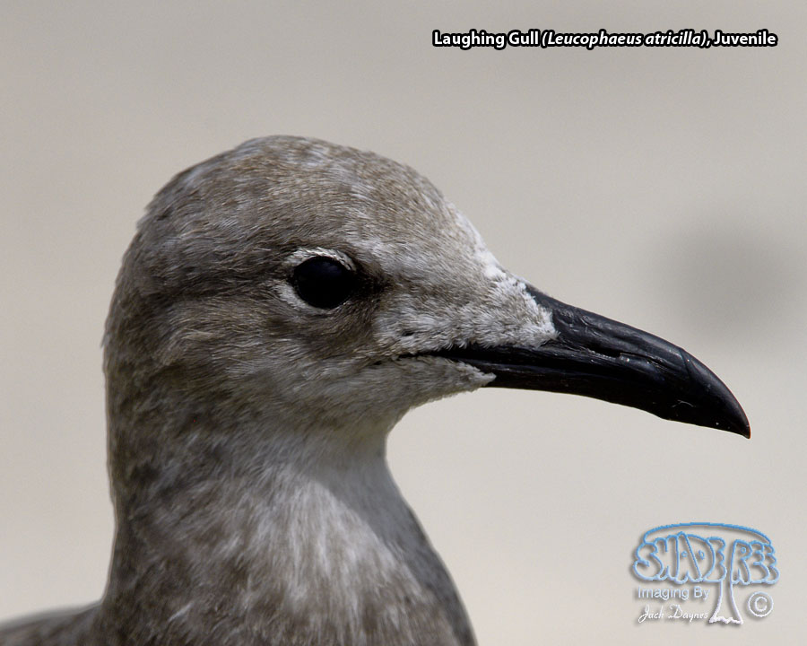 Laughing Gull - Leucophaeus atricilla
