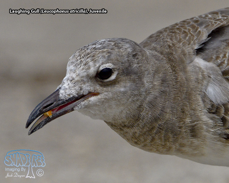 Laughing Gull - Leucophaeus atricilla