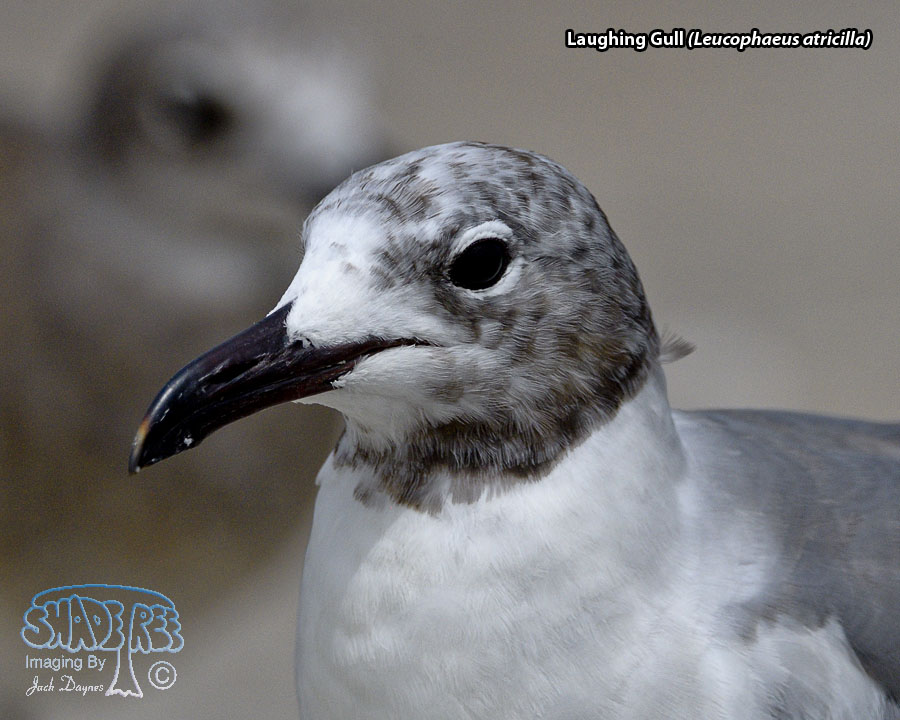 Laughing Gull - Leucophaeus atricilla