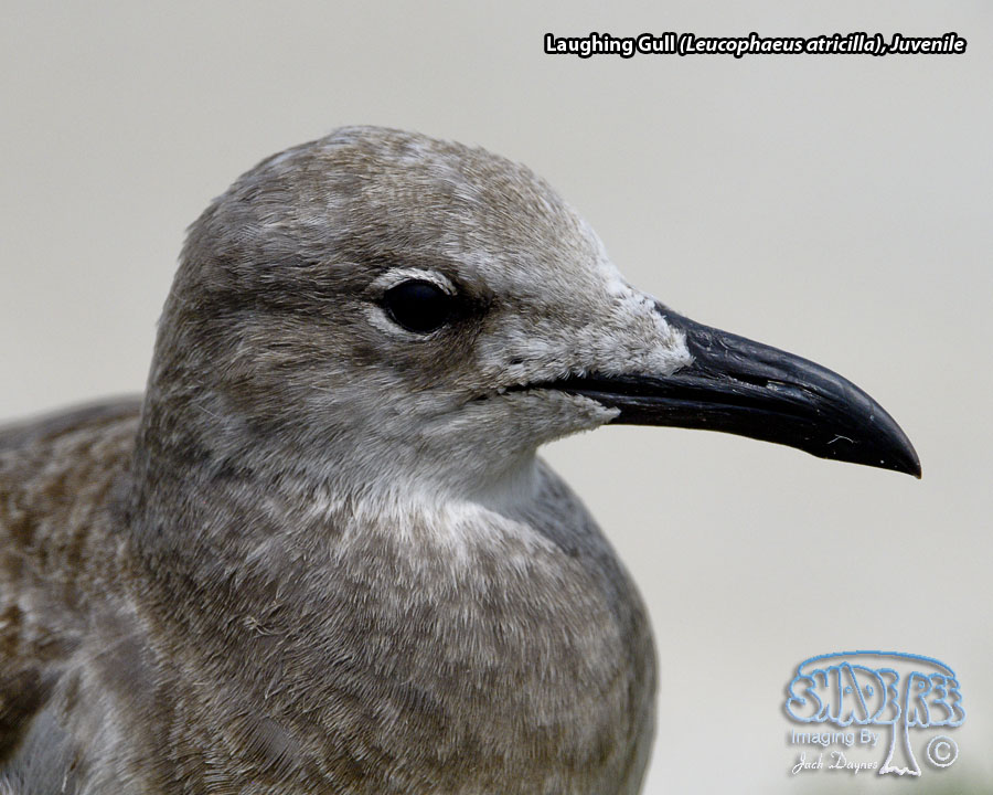 Laughing Gull - Leucophaeus atricilla