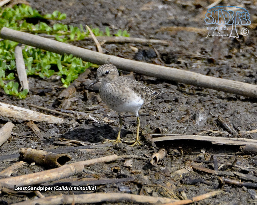 Least Sandpiper - Calidris minutilla