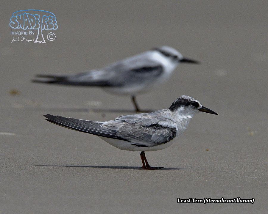 Least Tern - Sternula antillarum