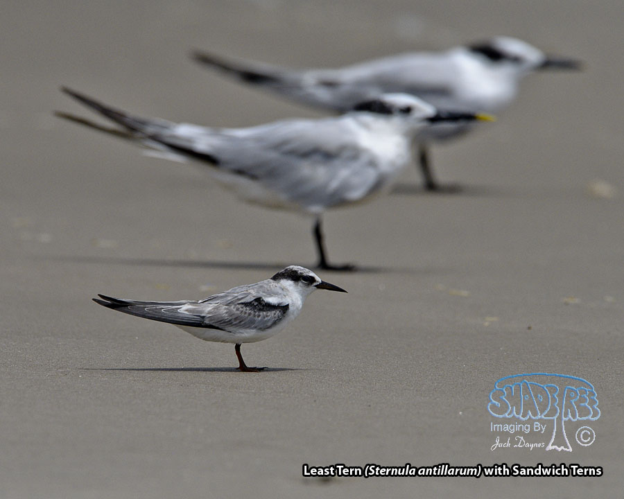 Least Tern - Sternula antillarum