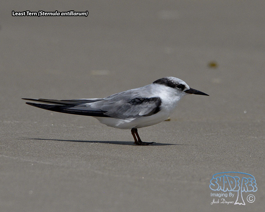 Least Tern - Sternula antillarum