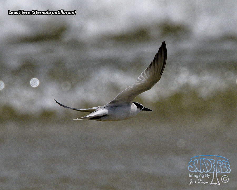 Least Tern - Sternula antillarum