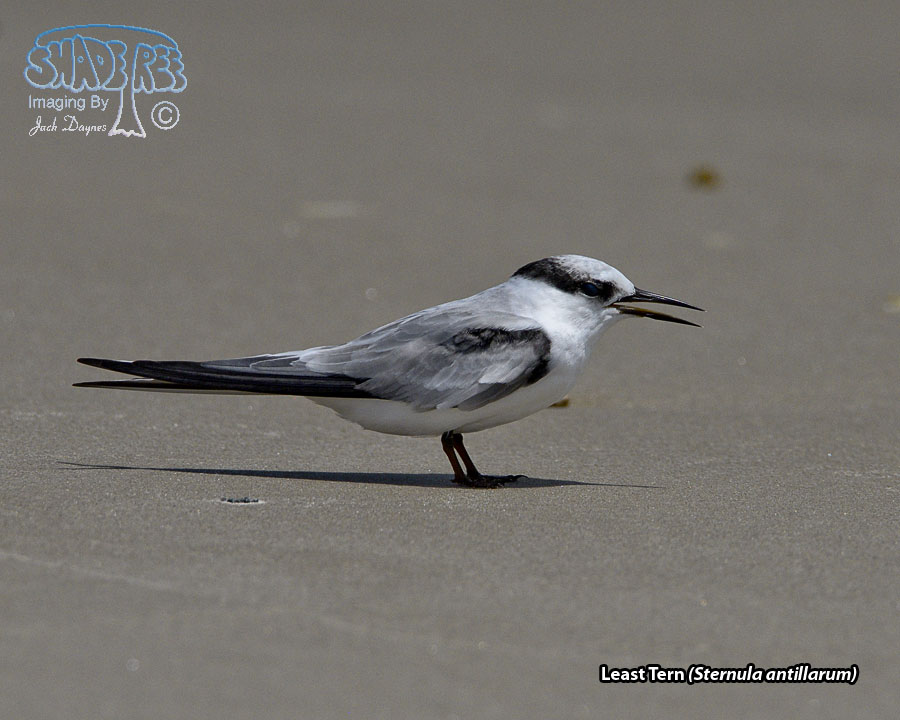 Least Tern - Sternula antillarum