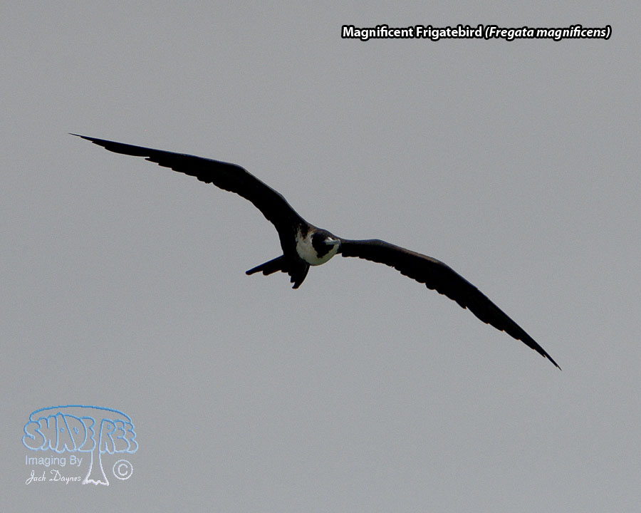 Magnificent Frigatebird - Fregata magnificens