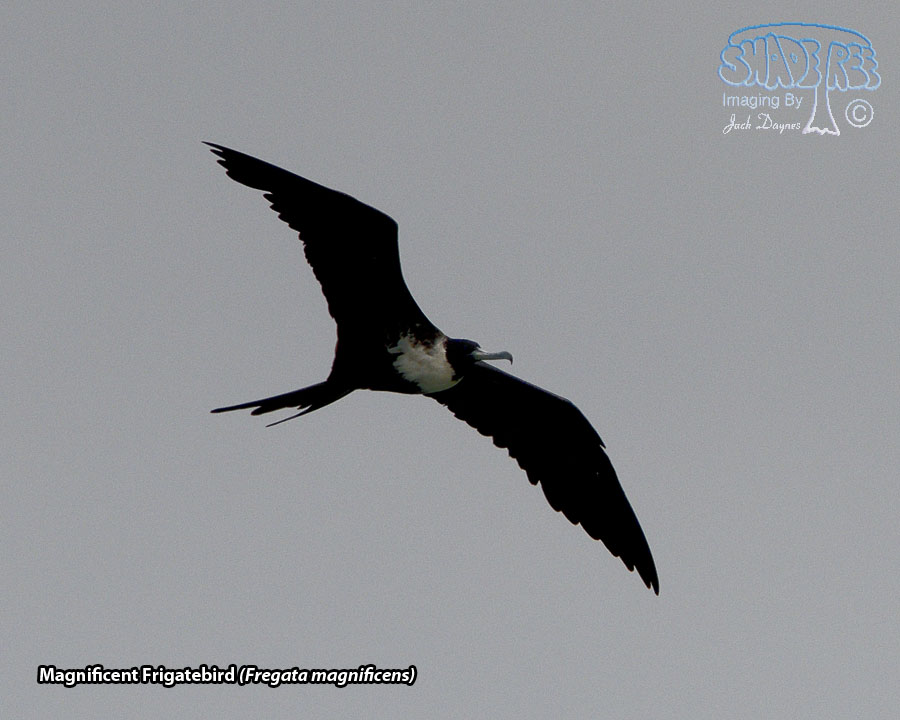 Magnificent Frigatebird - Fregata magnificens