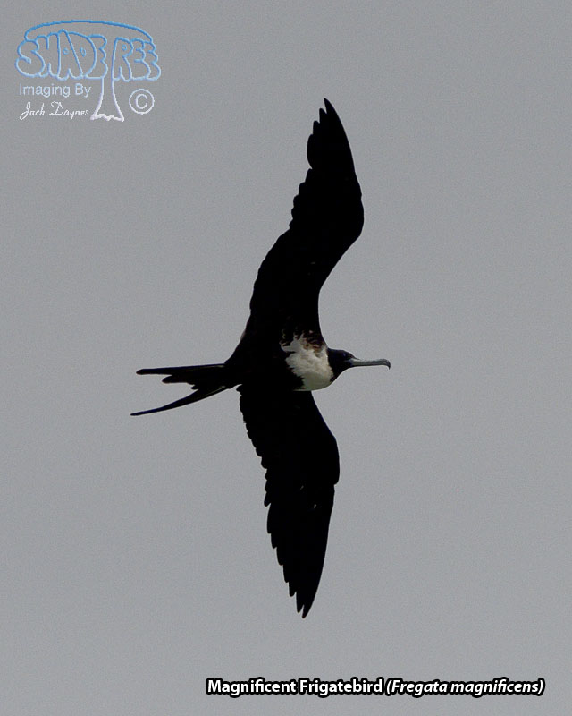 Magnificent Frigatebird - Fregata magnificens