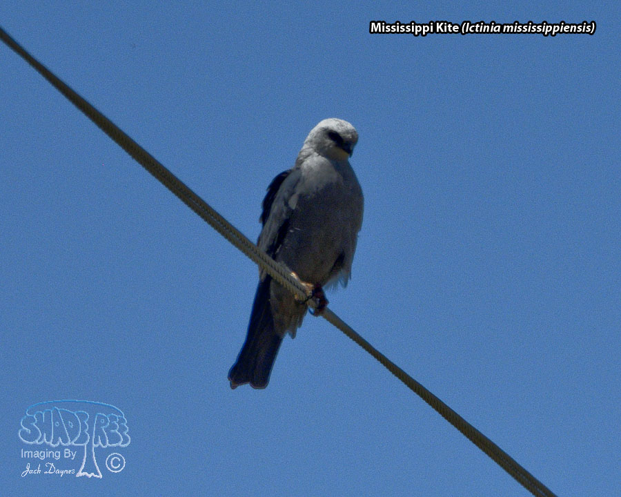 Mississippi Kite - Ictinia mississippiensis