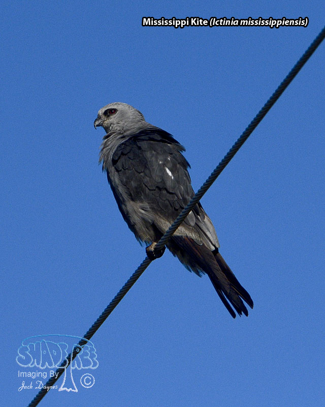 Mississippi Kite - Ictinia mississippiensis