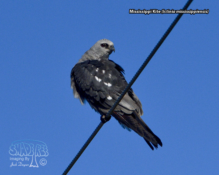 Mississippi Kite - Ictinia mississippiensis