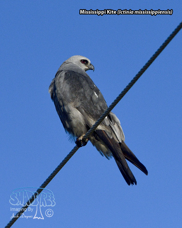 Mississippi Kite - Ictinia mississippiensis