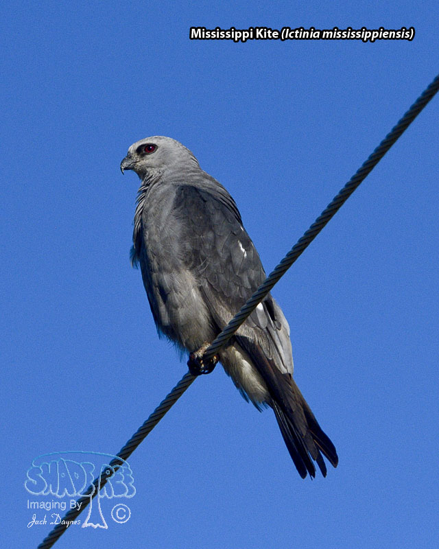 Mississippi Kite - Ictinia mississippiensis