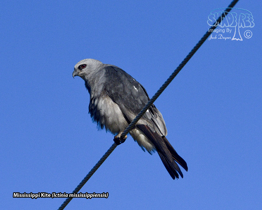 Mississippi Kite - Ictinia mississippiensis
