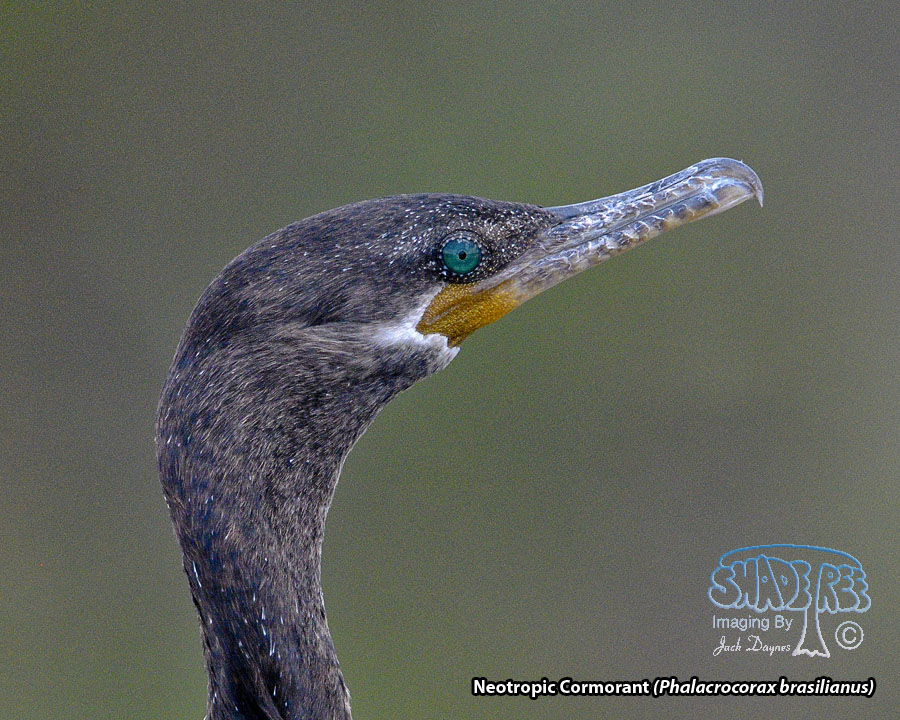 Neotropic Cormorant - Phalacrocorax brasilianus