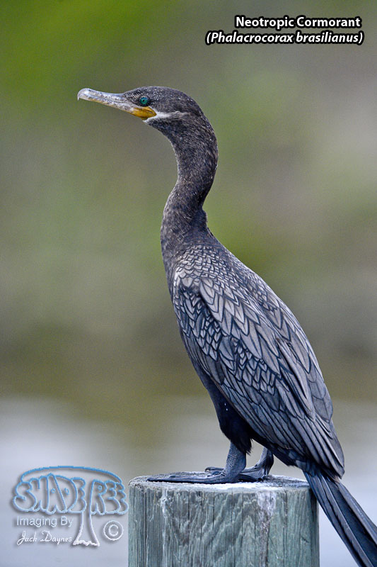 Neotropic Cormorant - Phalacrocorax brasilianus