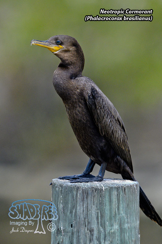 Neotropic Cormorant - Phalacrocorax brasilianus