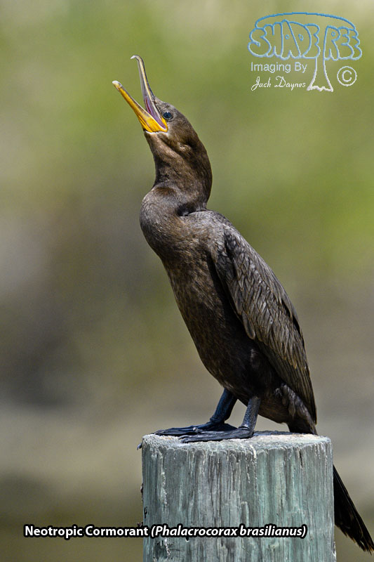Neotropic Cormorant - Phalacrocorax brasilianus
