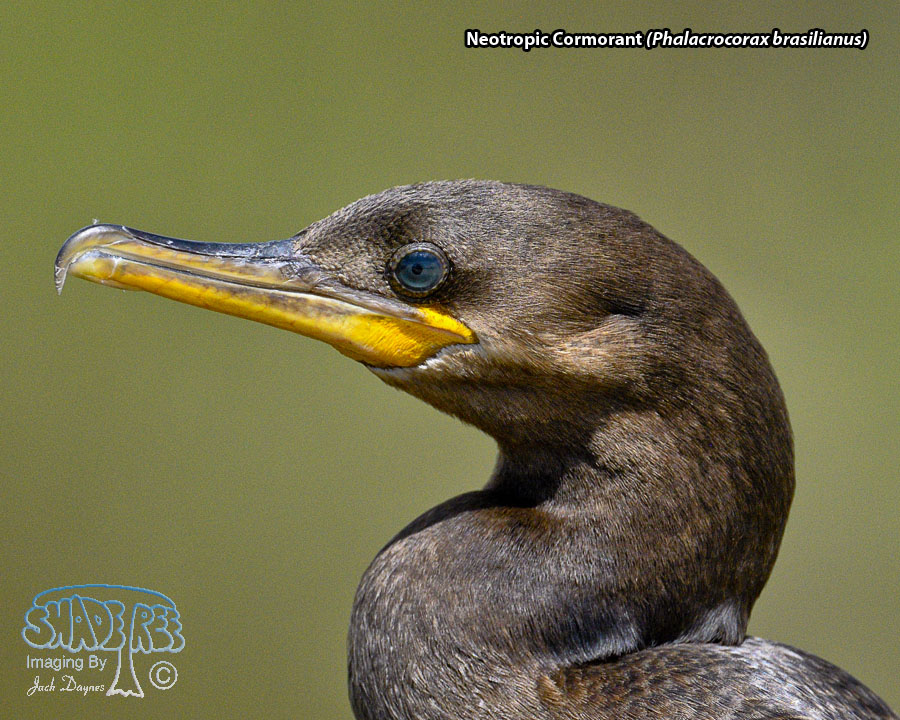 Neotropic Cormorant - Phalacrocorax brasilianus