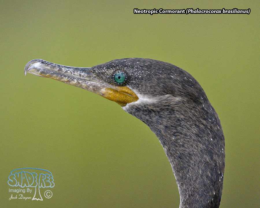 Neotropic Cormorant - Phalacrocorax brasilianus
