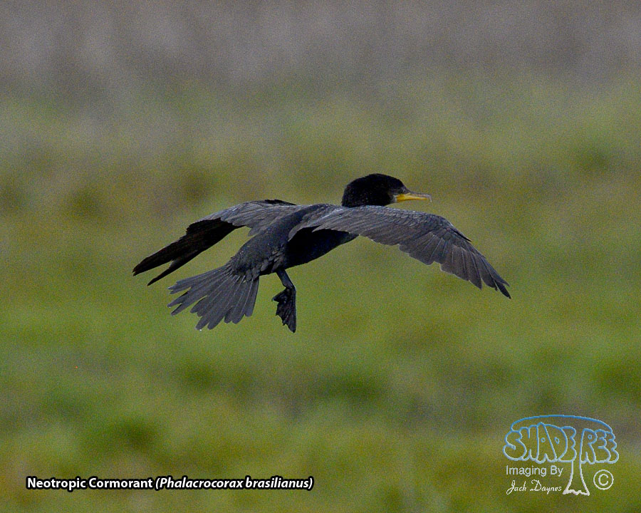 Neotropic Cormorant - Phalacrocorax brasilianus
