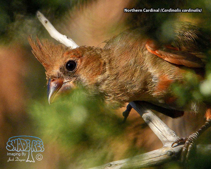 Northern Cardinal - Cardinalis cardinalis