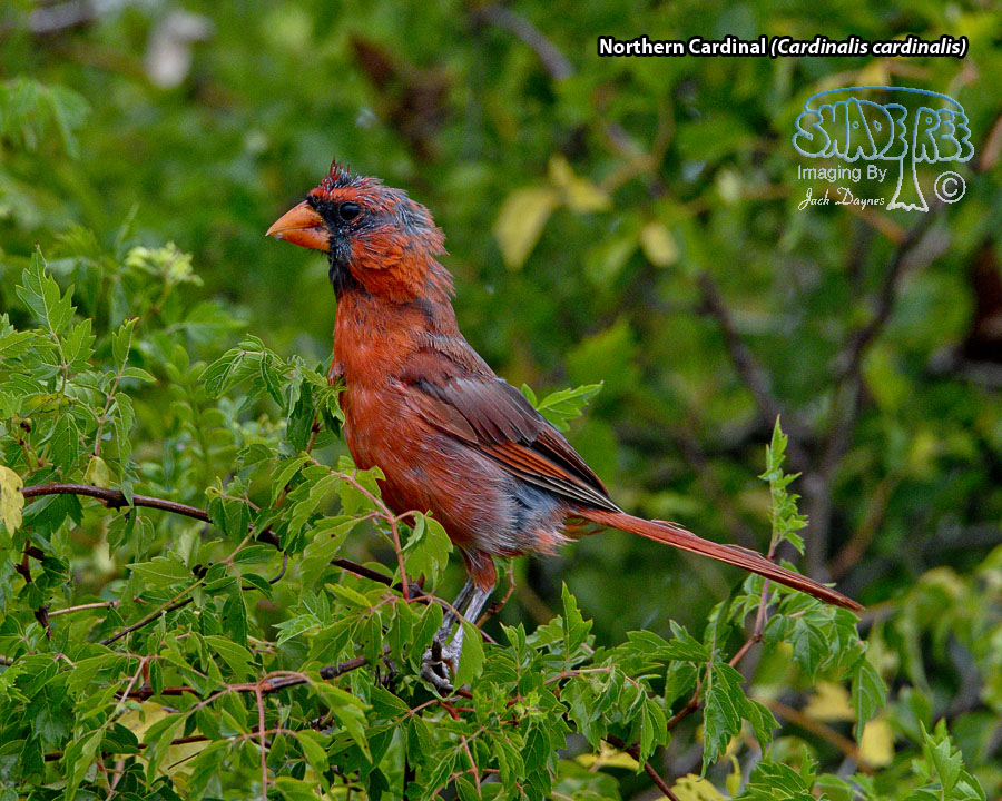Northern Cardinal - Cardinalis cardinalis