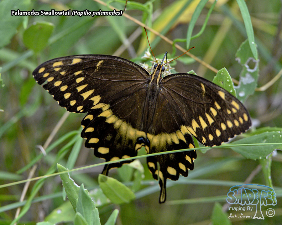 Palamedes Swallowtail - Papilio palamedes