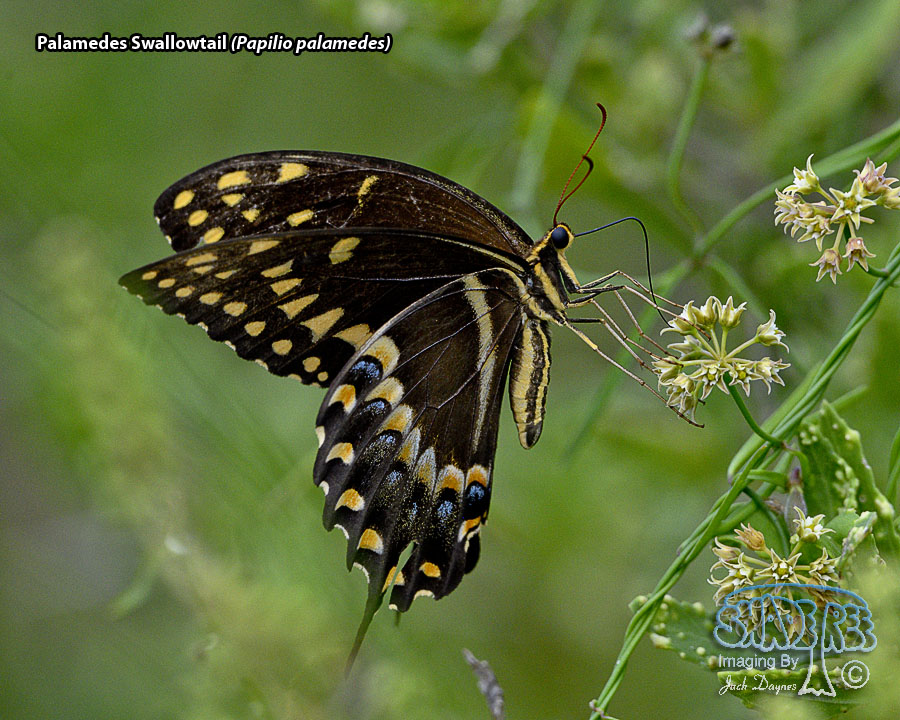 Palamedes Swallowtail - Papilio palamedes