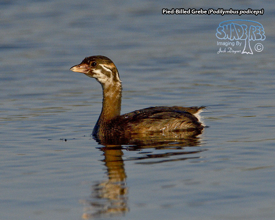 Pied-Billed Grebe - Podilymbus podiceps