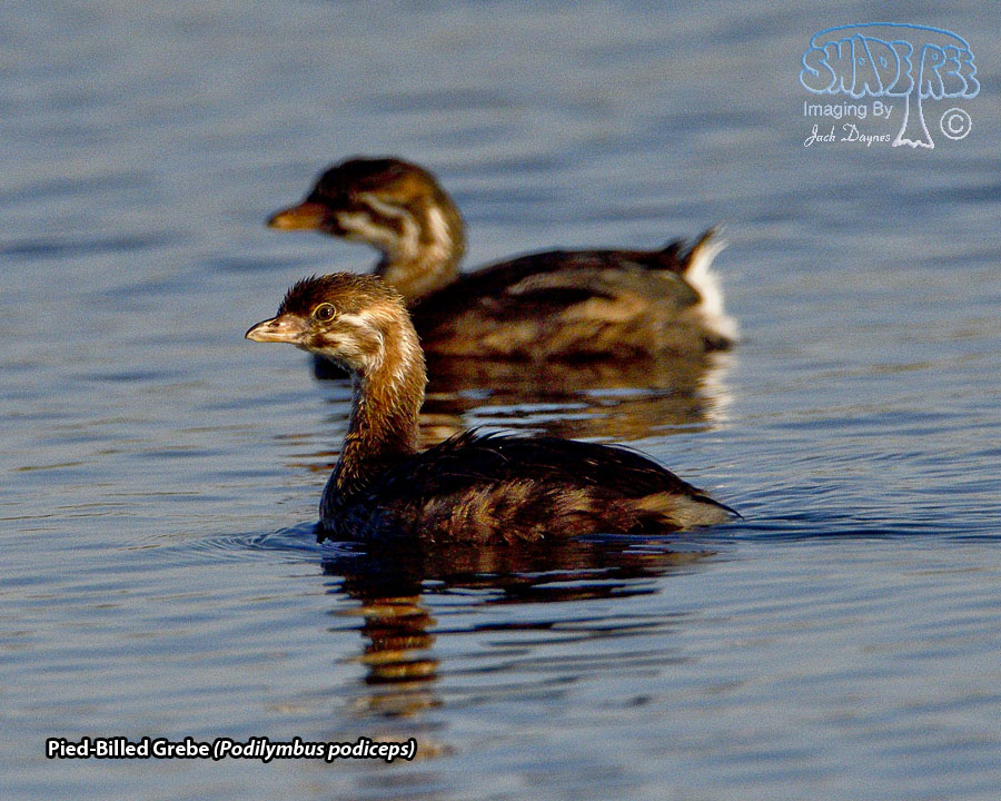 Pied-Billed Grebe - Podilymbus podiceps