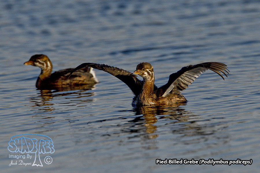 Pied-Billed Grebe - Podilymbus podiceps