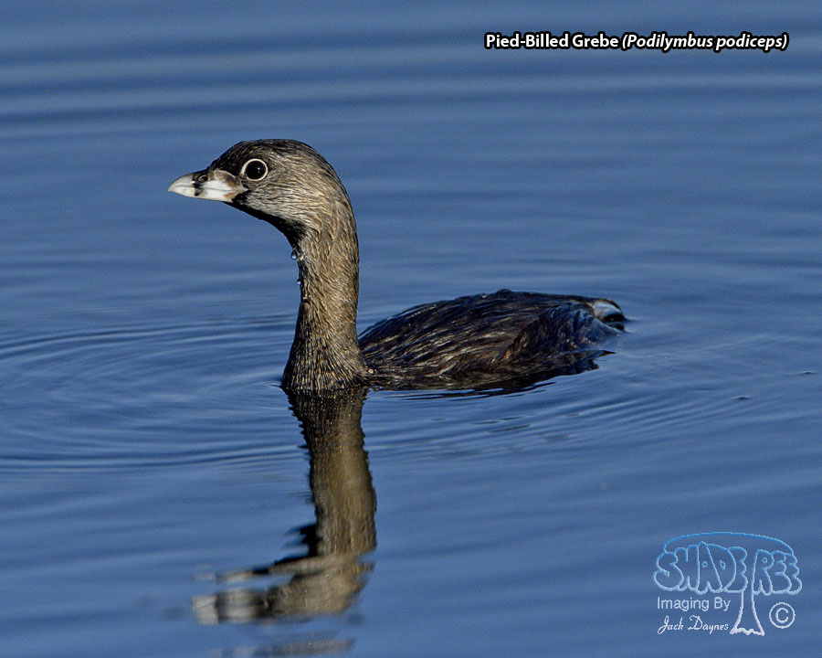 Pied-Billed Grebe - Podilymbus podiceps