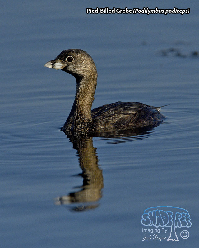 Pied-Billed Grebe - Podilymbus podiceps
