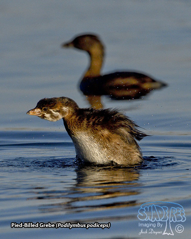 Pied-Billed Grebe - Podilymbus podiceps