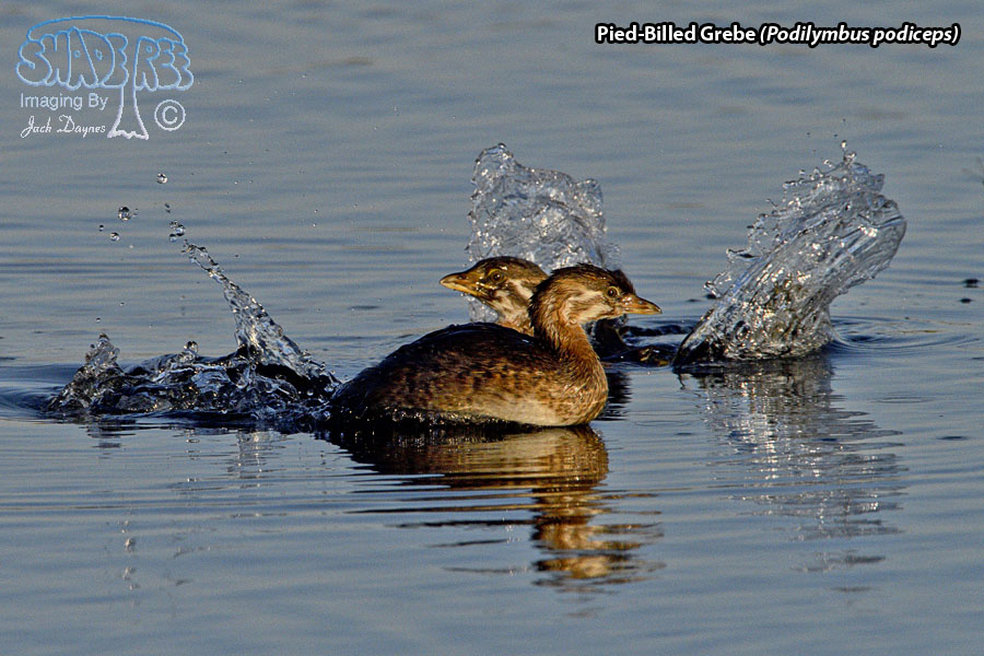 Pied-Billed Grebe - Podilymbus podiceps