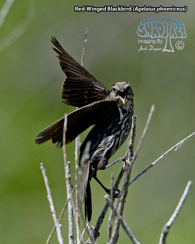 Red-Winged Blackbird - Agelaius phoeniceus