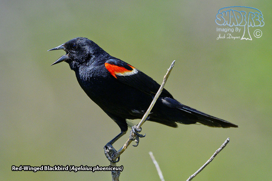 Red-Winged Blackbird - Agelaius phoeniceus