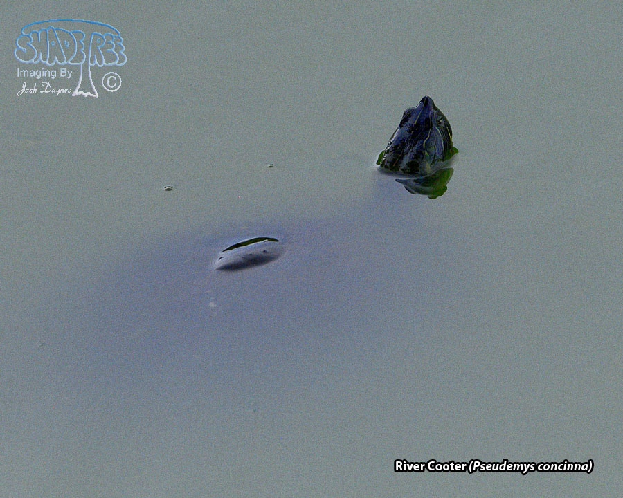 River Cooter - Pseudemys concinna