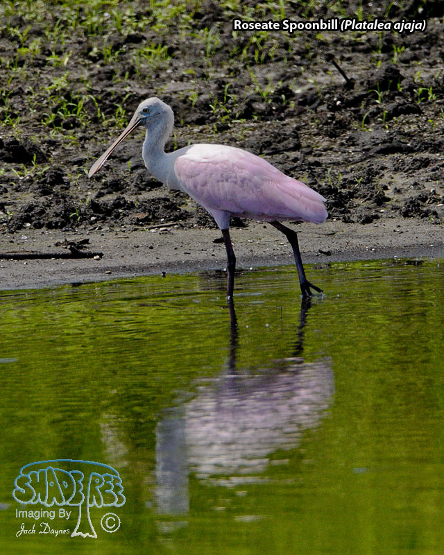 Roseate Spoonbill - Platalea ajaja