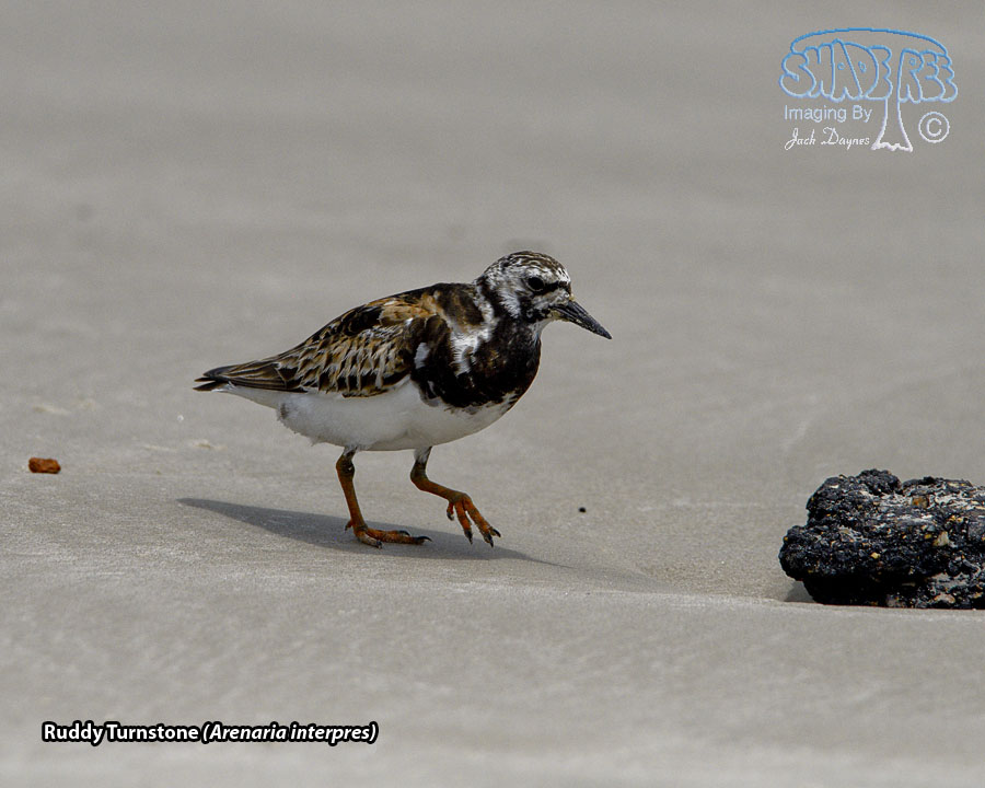 Ruddy Turnstone - Arenaria interpres