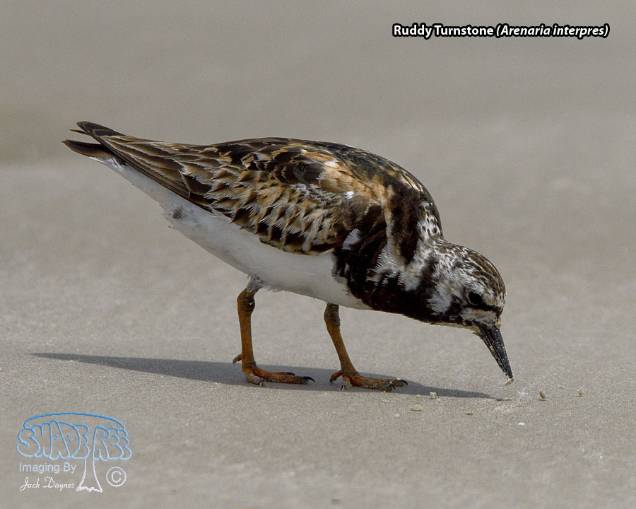 Ruddy Turnstone - Arenaria interpres