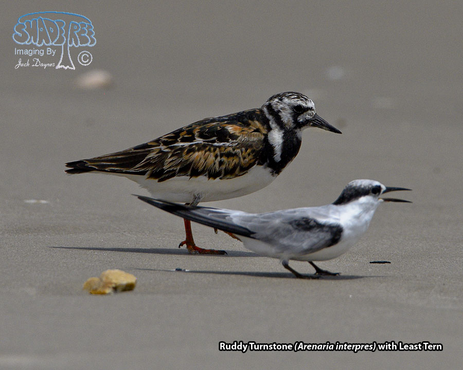 Ruddy Turnstone - Arenaria interpres