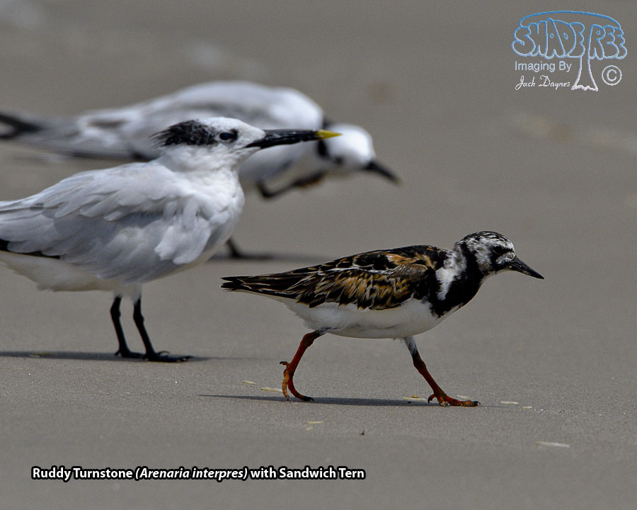Ruddy Turnstone - Arenaria interpres